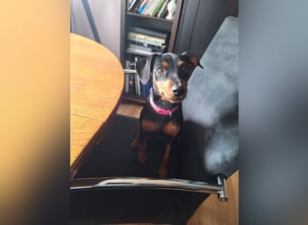 Zwergpinscher Welpen(Reinrassig) suchen ein liebevolles Zuhause