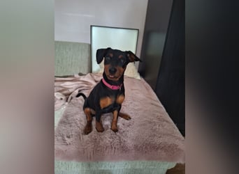 Zwergpinscher Welpen(Reinrassig) suchen ein liebevolles Zuhause