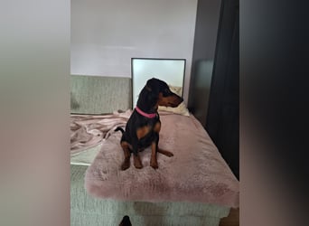Zwergpinscher Welpen(Reinrassig) suchen ein liebevolles Zuhause