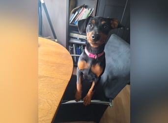 Zwergpinscher Welpen(Reinrassig) suchen ein liebevolles Zuhause
