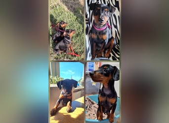 Zwergpinscher Welpen(Reinrassig) suchen ein liebevolles Zuhause