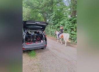 Zwergpinscher Welpen(Reinrassig) suchen ein liebevolles Zuhause