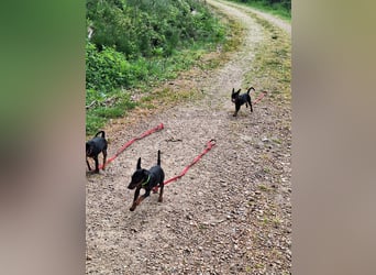 Zwergpinscher Welpen(Reinrassig) suchen ein liebevolles Zuhause