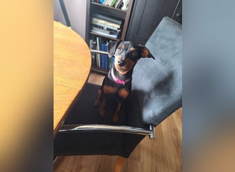 Zwergpinscher Welpen(Reinrassig) suchen ein liebevolles Zuhause