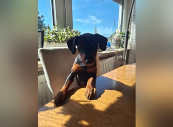 Zwergpinscher Welpen(Reinrassig) suchen ein liebevolles Zuhause