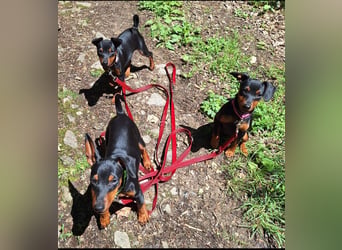 Zwergpinscher Welpen(Reinrassig) suchen ein liebevolles Zuhause