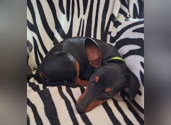 Zwergpinscher Welpen(Reinrassig) suchen ein liebevolles Zuhause