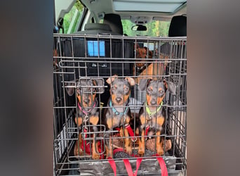 Zwergpinscher Welpen(Reinrassig) suchen ein liebevolles Zuhause
