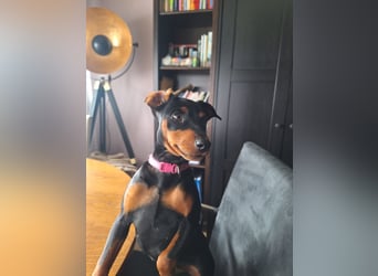 Zwergpinscher Welpen(Reinrassig) suchen ein liebevolles Zuhause