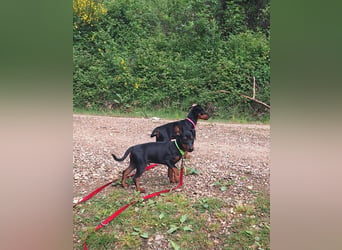 Zwergpinscher Welpen(Reinrassig) suchen ein liebevolles Zuhause