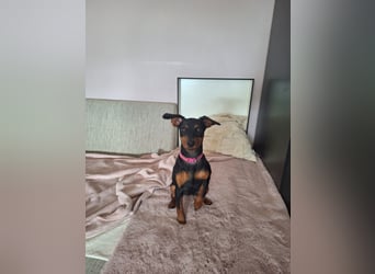 Zwergpinscher Welpen(Reinrassig) suchen ein liebevolles Zuhause