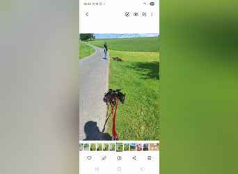 Reinrassige Zwergpinscherwelpen suchen Zuhause