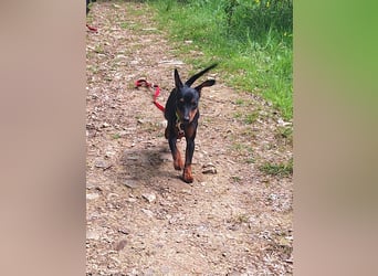 Zwergpinscher Welpen(Reinrassig) suchen ein liebevolles Zuhause