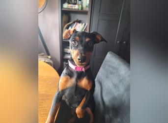 Zwergpinscher Welpen(Reinrassig) suchen ein liebevolles Zuhause