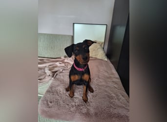 Zwergpinscher Welpen(Reinrassig) suchen ein liebevolles Zuhause