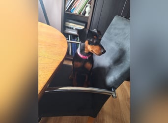 Zwergpinscher Welpen(Reinrassig) suchen ein liebevolles Zuhause