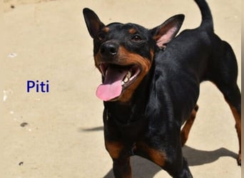 Piti geb. 05/2025 (ESP) - gutgelaunter Pinschermann sucht neuen Wirkungskreis ;)
