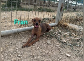 Fran geb. 01/2023 (ESP) - wunderschöner, sanfter Pinscher will Vertrauen neu lernen!