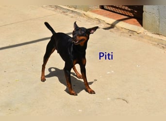 Piti geb. 05/2025 (ESP) - gutgelaunter Pinschermann sucht neuen Wirkungskreis ;)