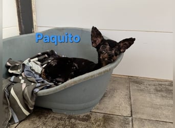 Paquito geb. 01/2021 (ESP) - kleiner Pinscher sucht sein Glück!