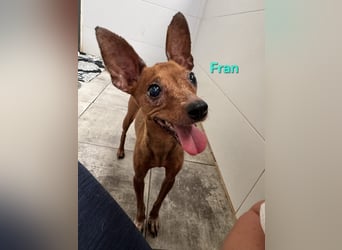 Fran geb. 01/2023 (ESP) - wunderschöner, sanfter Pinscher will Vertrauen neu lernen!