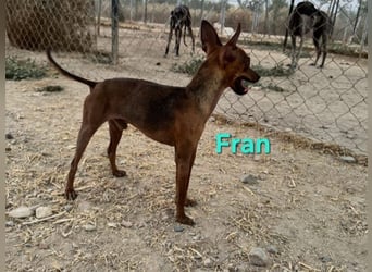 Fran geb. 01/2023 (ESP) - wunderschöner, sanfter Pinscher will Vertrauen neu lernen!