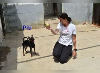 Piti geb. 05/2025 (ESP) - gutgelaunter Pinschermann sucht neuen Wirkungskreis ;)