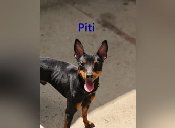 Piti geb. 05/2025 (ESP) - gutgelaunter Pinschermann sucht neuen Wirkungskreis ;)