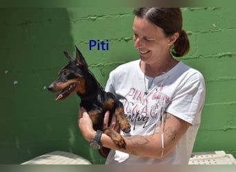Piti geb. 05/2025 (ESP) - gutgelaunter Pinschermann sucht neuen Wirkungskreis ;)