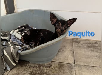 Paquito geb. 01/2021 (ESP) - kleiner Pinscher sucht sein Glück!
