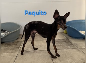 Paquito geb. 01/2021 (ESP) - kleiner Pinscher sucht sein Glück!