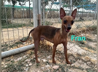 Fran geb. 01/2023 (ESP) - wunderschöner, sanfter Pinscher will Vertrauen neu lernen!