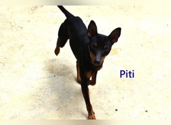 Piti geb. 05/2025 (ESP) - gutgelaunter Pinschermann sucht neuen Wirkungskreis ;)
