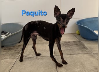 Paquito geb. 01/2021 (ESP) - kleiner Pinscher sucht sein Glück!