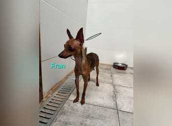 Fran geb. 01/2023 (ESP) - wunderschöner, sanfter Pinscher will Vertrauen neu lernen!