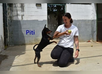 Piti geb. 05/2025 (ESP) - gutgelaunter Pinschermann sucht neuen Wirkungskreis ;)