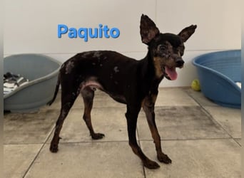 Paquito geb. 01/2021 (ESP) - kleiner Pinscher sucht sein Glück!
