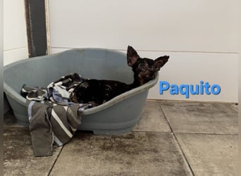 Paquito geb. 01/2021 (ESP) - kleiner Pinscher sucht sein Glück!