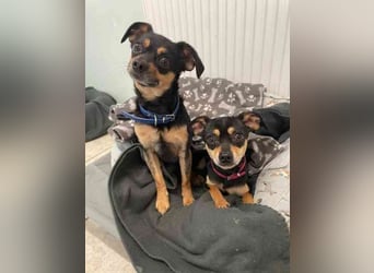 Speedy und Rambo, Zwergpinscher, geb 2023, möchten gern zusammenbleiben