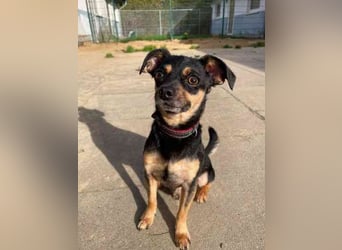Speedy und Rambo, Zwergpinscher, geb 2023, möchten gern zusammenbleiben