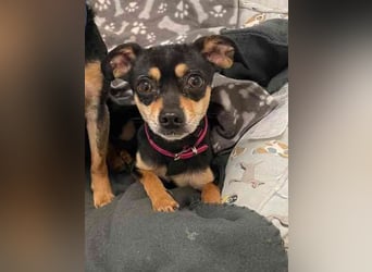 Speedy und Rambo, Zwergpinscher, geb 2023, möchten gern zusammenbleiben