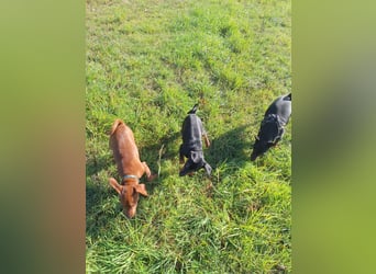 Zwergpinscher Welpen (Reinrassig) suchen ein liebevolles Zuhause