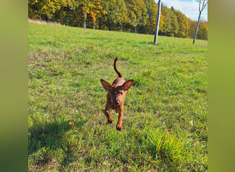 Zwergpinscher Welpen (Reinrassig) suchen ein liebevolles Zuhause