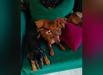 Zwergpinscher Welpen (Reinrassig) suchen ein liebevolles Zuhause