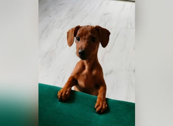 Zwergpinscher Welpen (Reinrassig) suchen ein liebevolles Zuhause