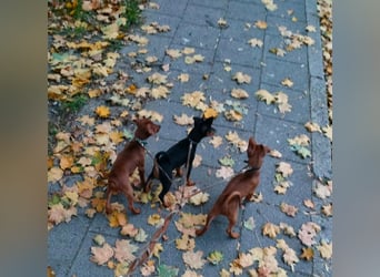 Zwergpinscher Welpen (Reinrassig) suchen ein liebevolles Zuhause