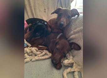 Zwergpinscher Welpen (Reinrassig) suchen ein liebevolles Zuhause