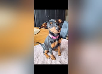 Zwergpinscher Welpen (Reinrassig) suchen ein liebevolles Zuhause