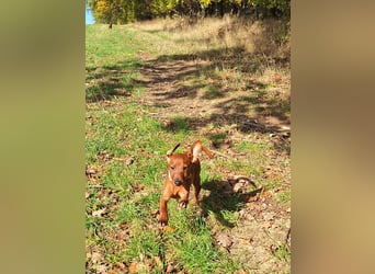 Zwergpinscher Welpen (Reinrassig) suchen ein liebevolles Zuhause