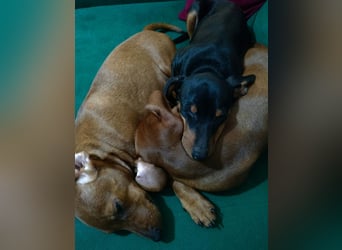 Zwergpinscher Welpen (Reinrassig) suchen ein liebevolles Zuhause